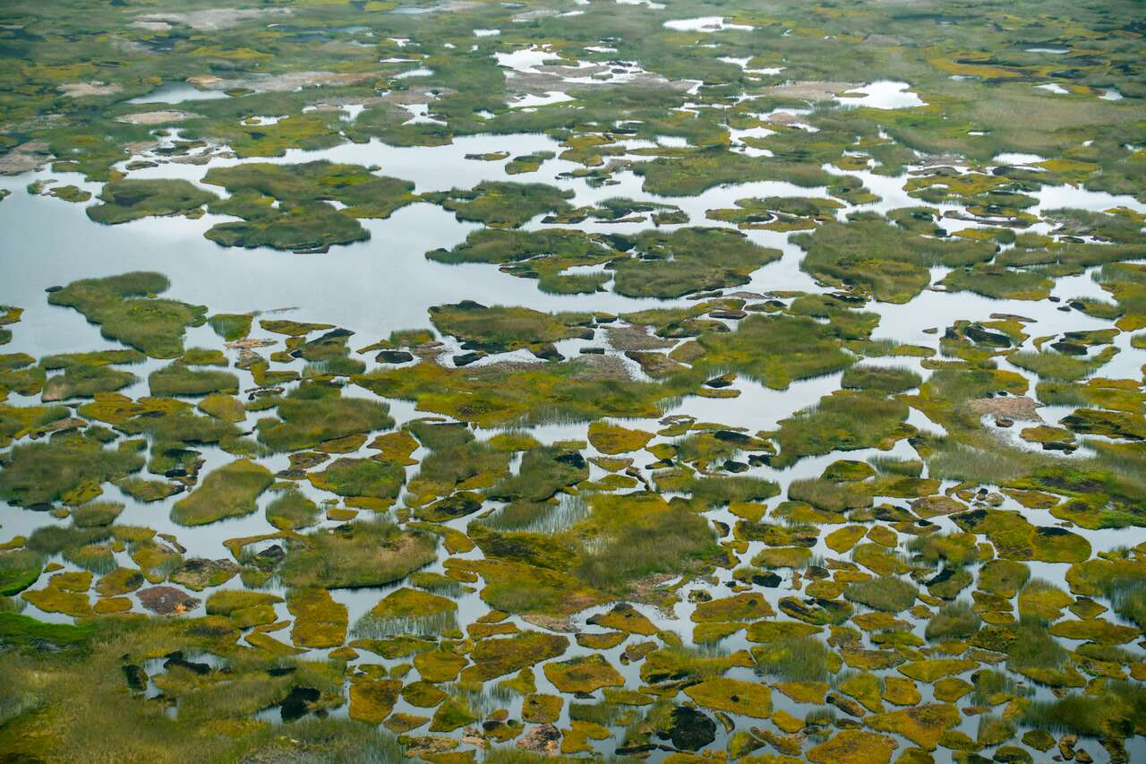 A swamp in Easter Island