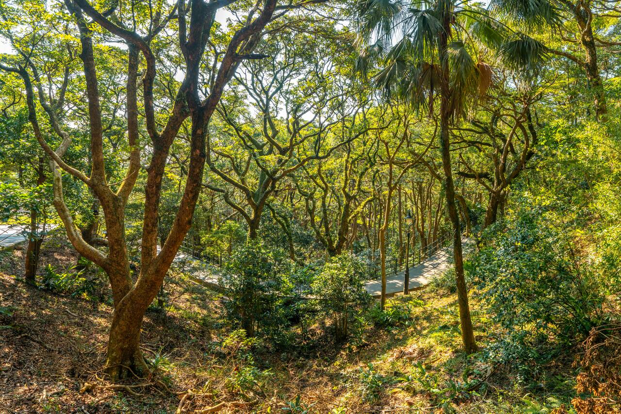 Beautiful trees around Victoria Peak