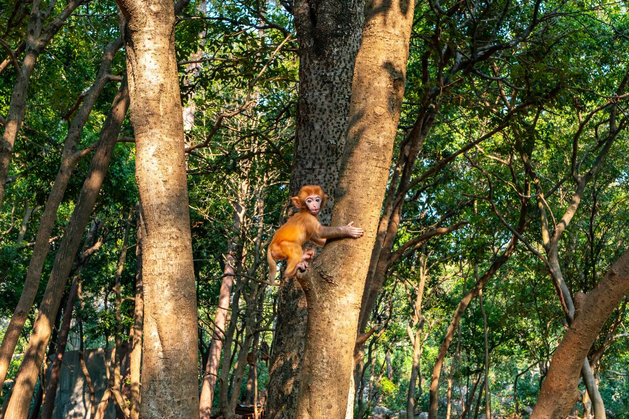 A monkey at Seven Star Park