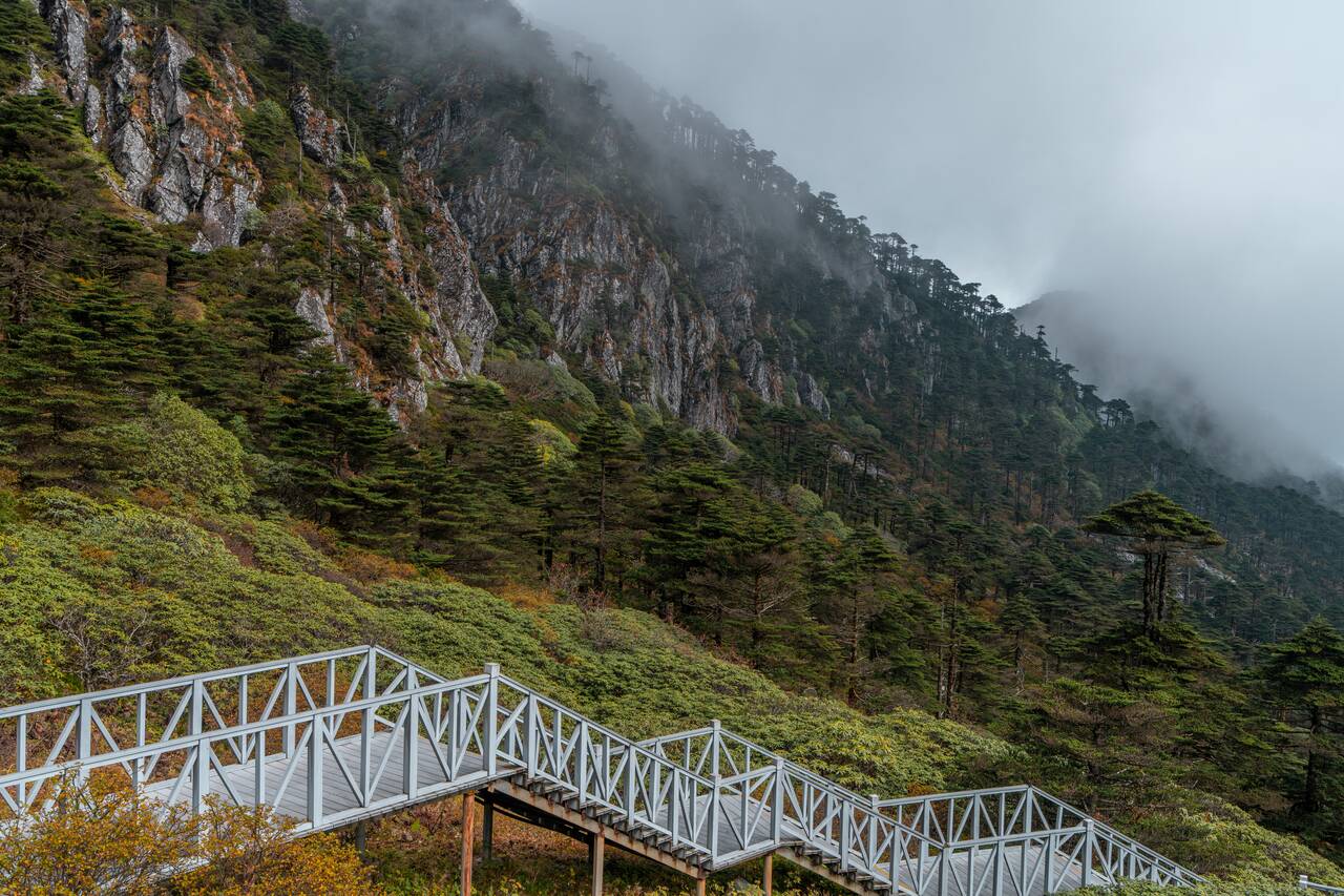 Trees around Cangshan Mountain