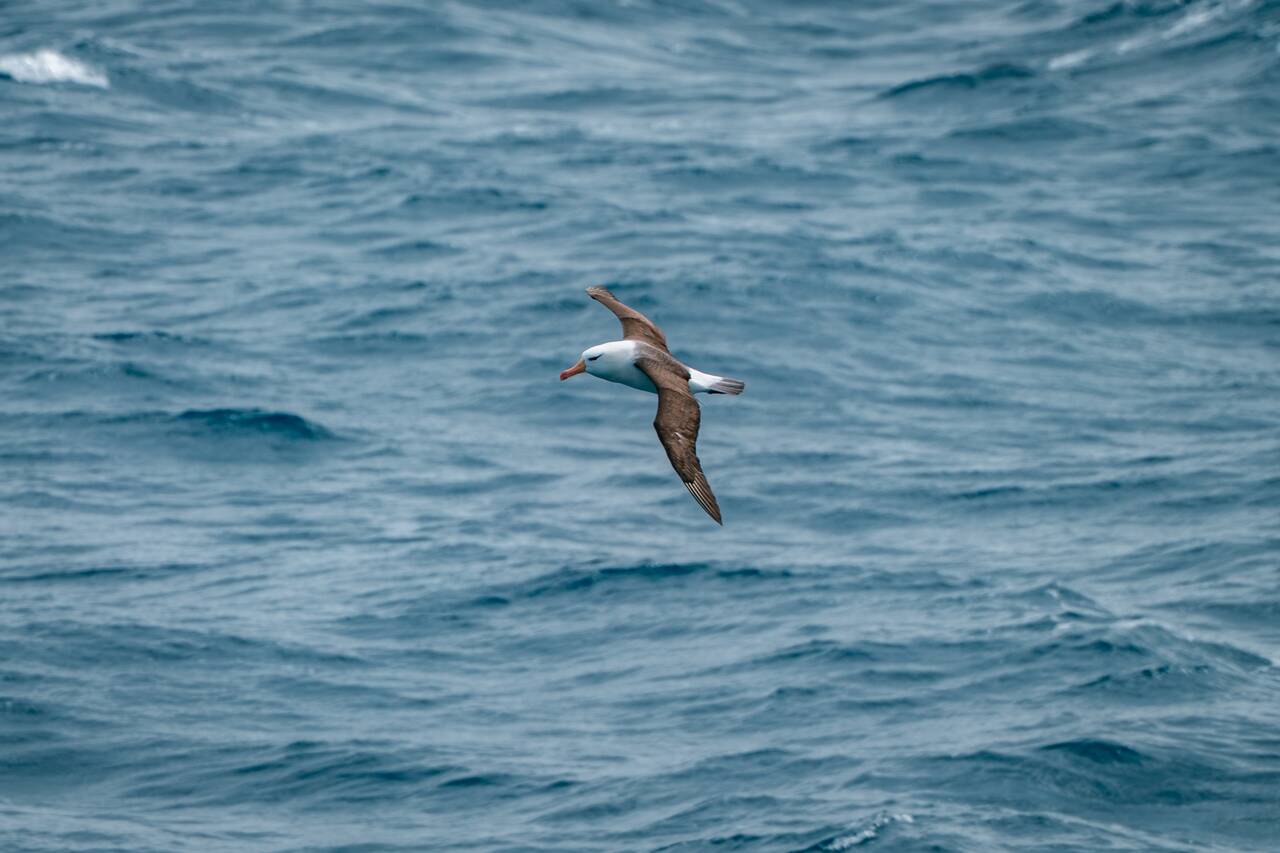 Albatross in Antarctica seen from the ship