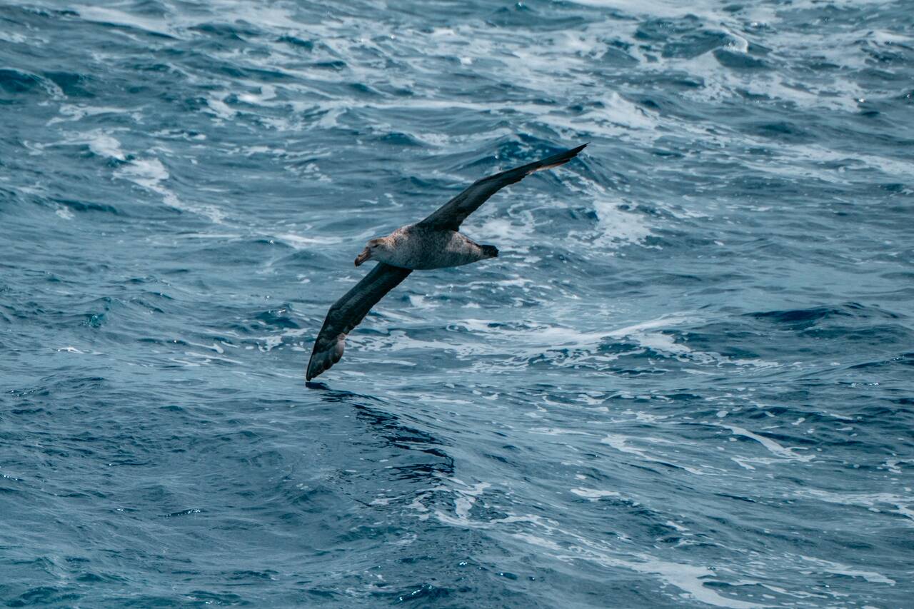 Bird in Antarctica