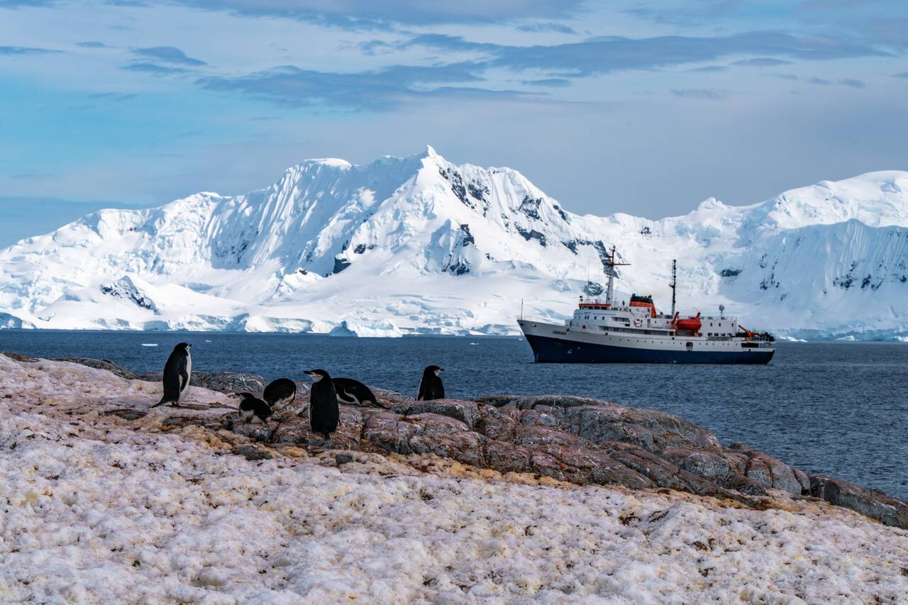 Penguins looking at our ship from Palaver Point