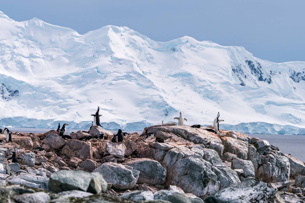 Penguins at Palaver Point