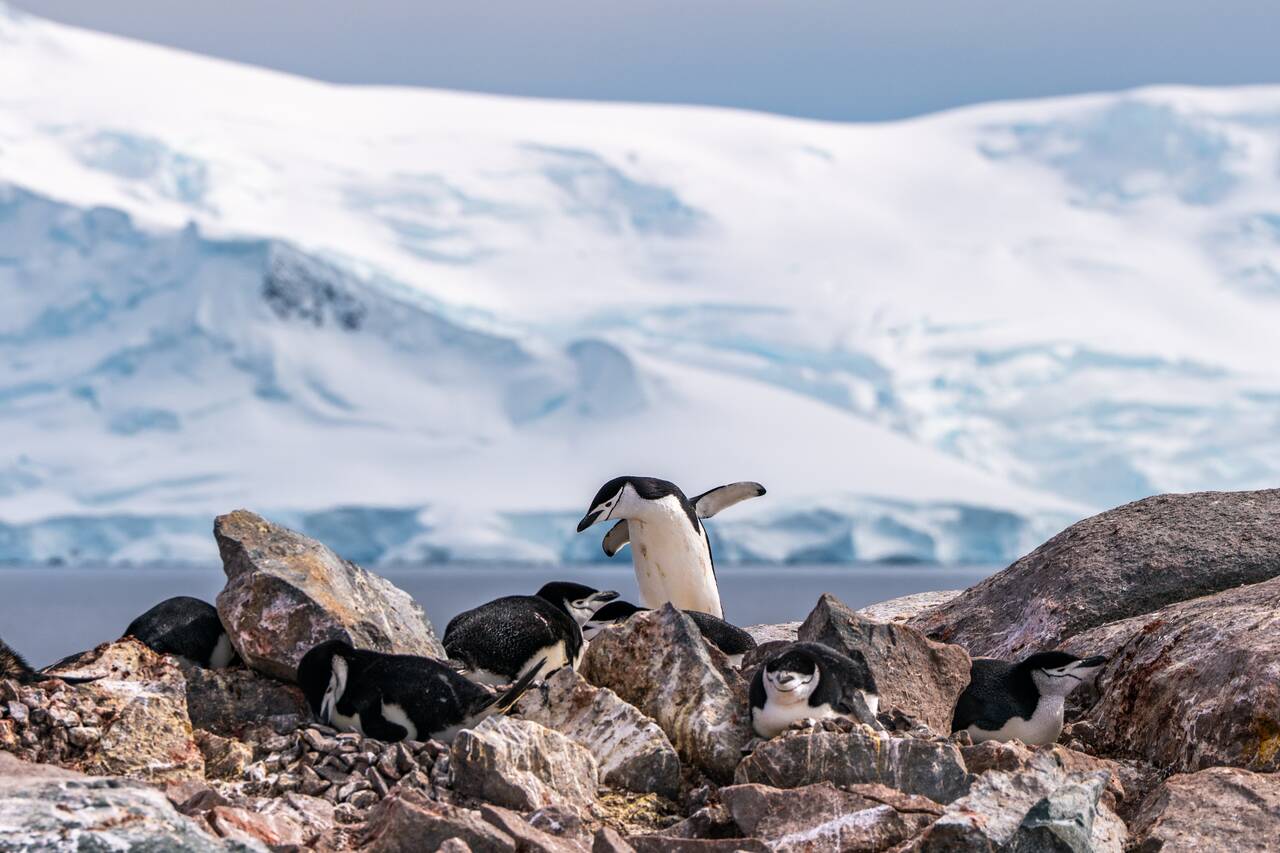 Penguins at Palaver Point