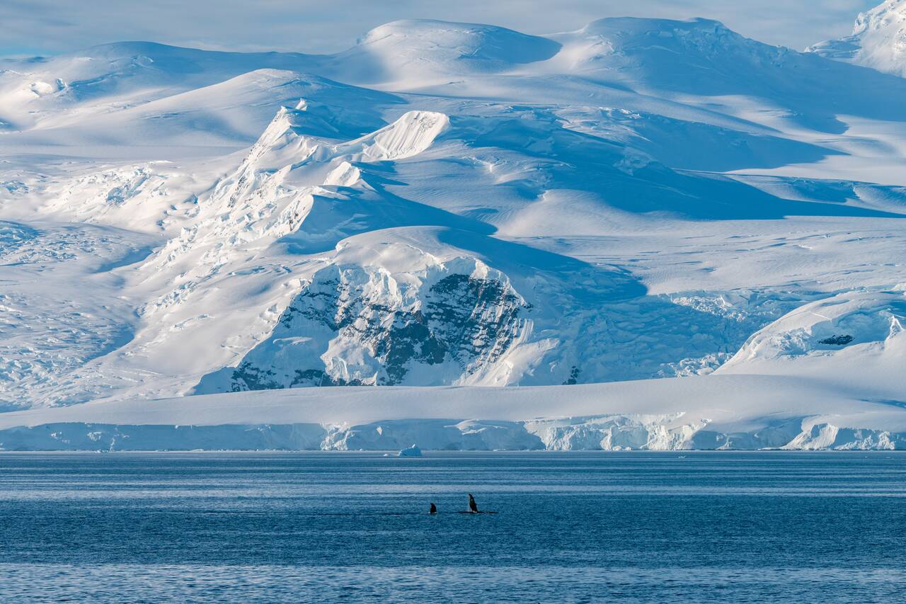 Whale swimming in the distance in Antarctica