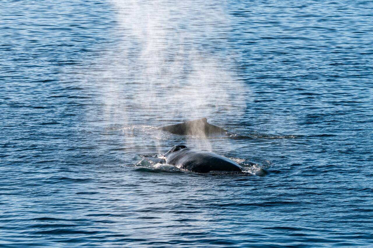 Humpback whales spewing water in Antarctica