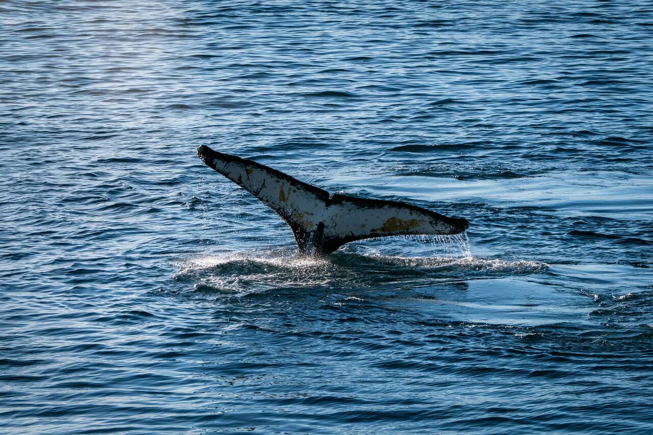 Whale tail as it dives in Antarctica