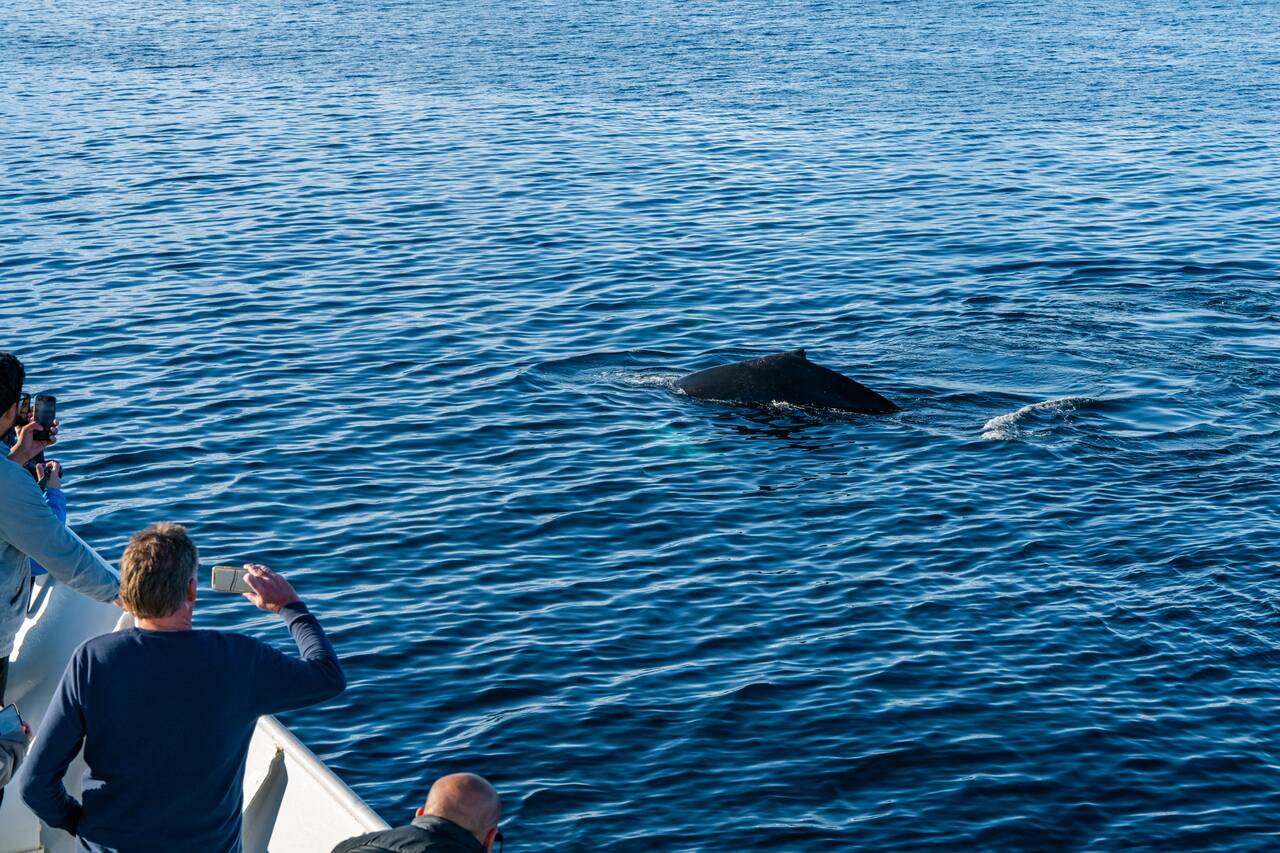People taking photos of a whale right next to our ship