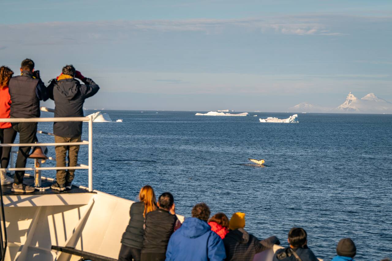 People watching whales from the ship in Antarctica