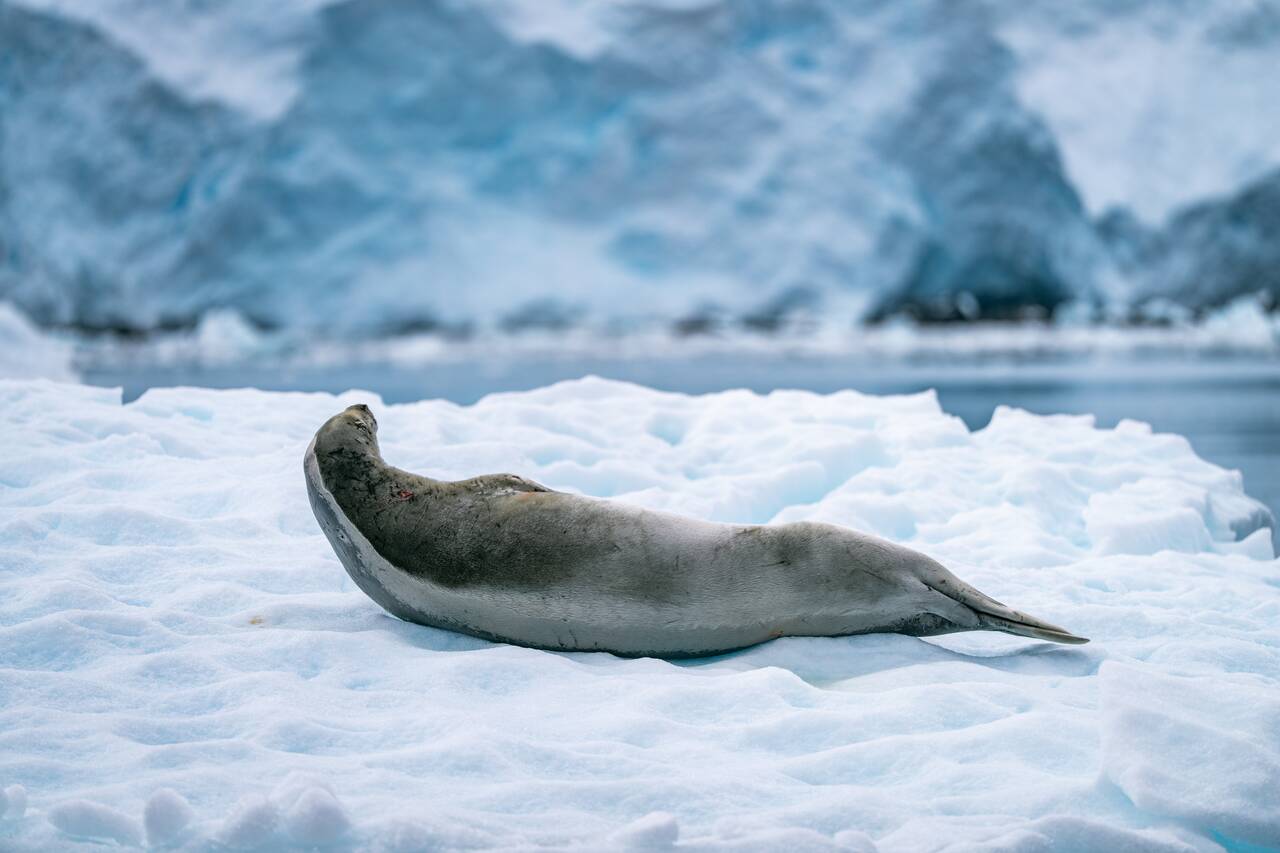 A seal on an ice berg in Antarctica