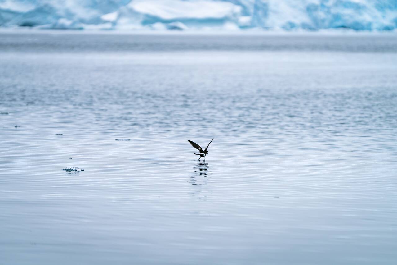 A bird dancing on the water in Antarctica