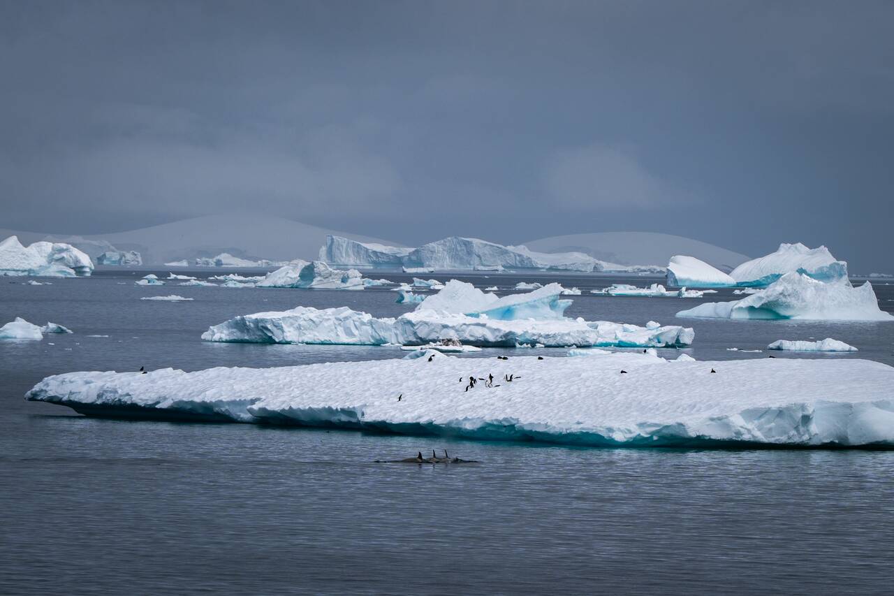 Orcas hunting penguins in Antarctica