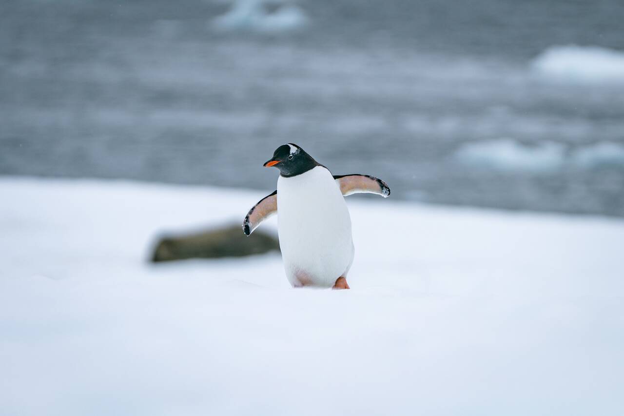 A penguin walking in antarctica