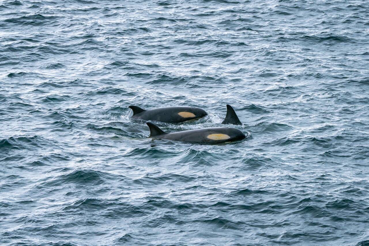 Orcas seen right next to our ship