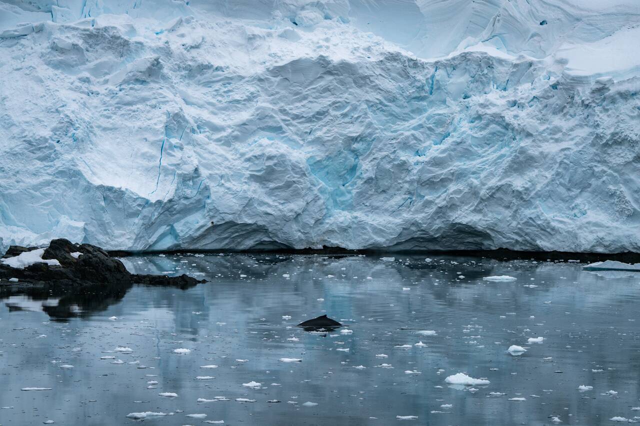 A whale spotted at Lemaire Channel