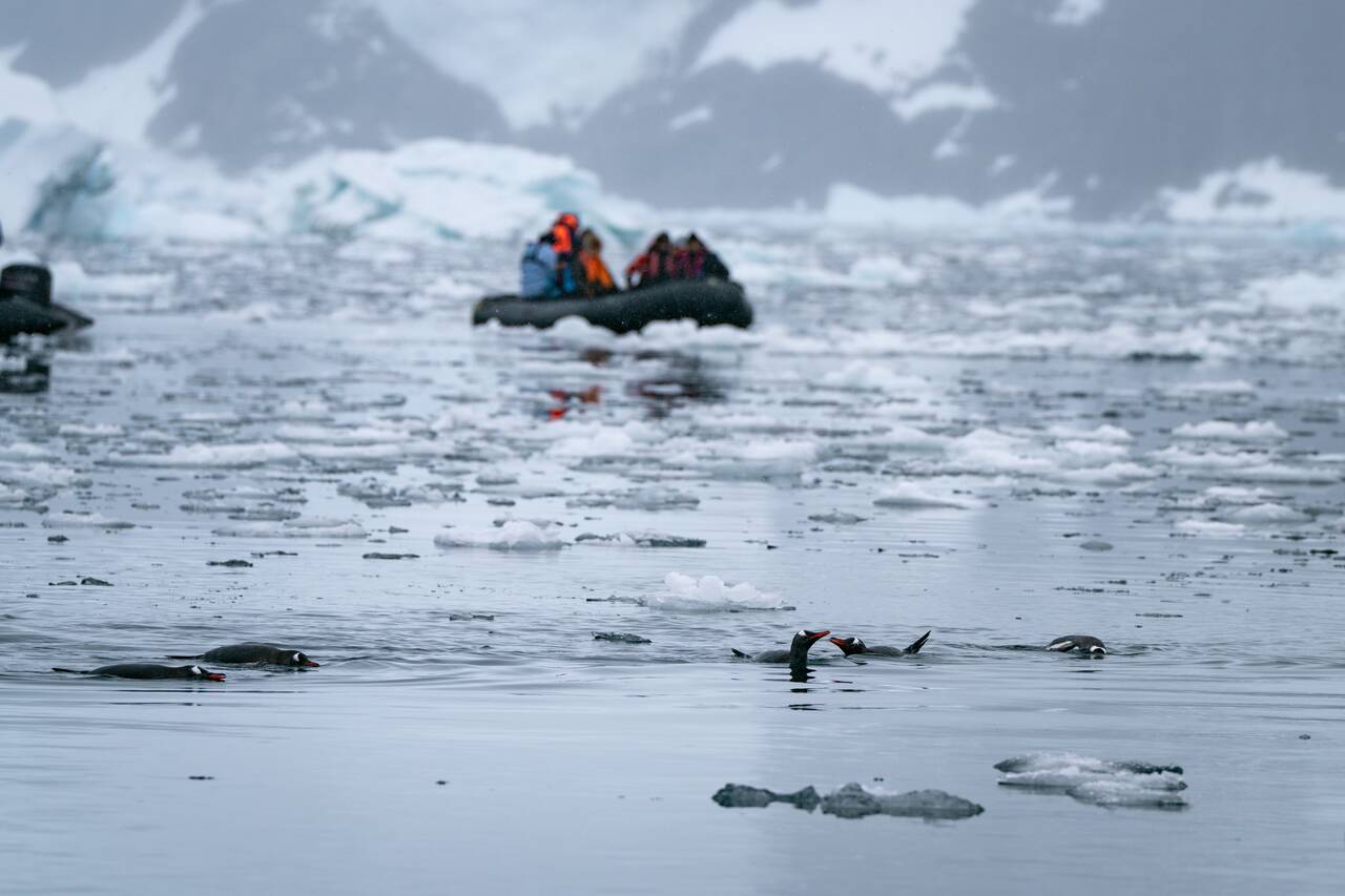 Penguins swimming in front of a zodiac cruise