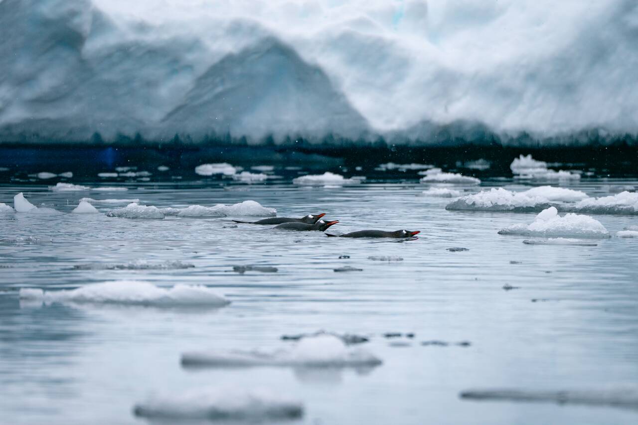 Penguins swimming in Antarctica