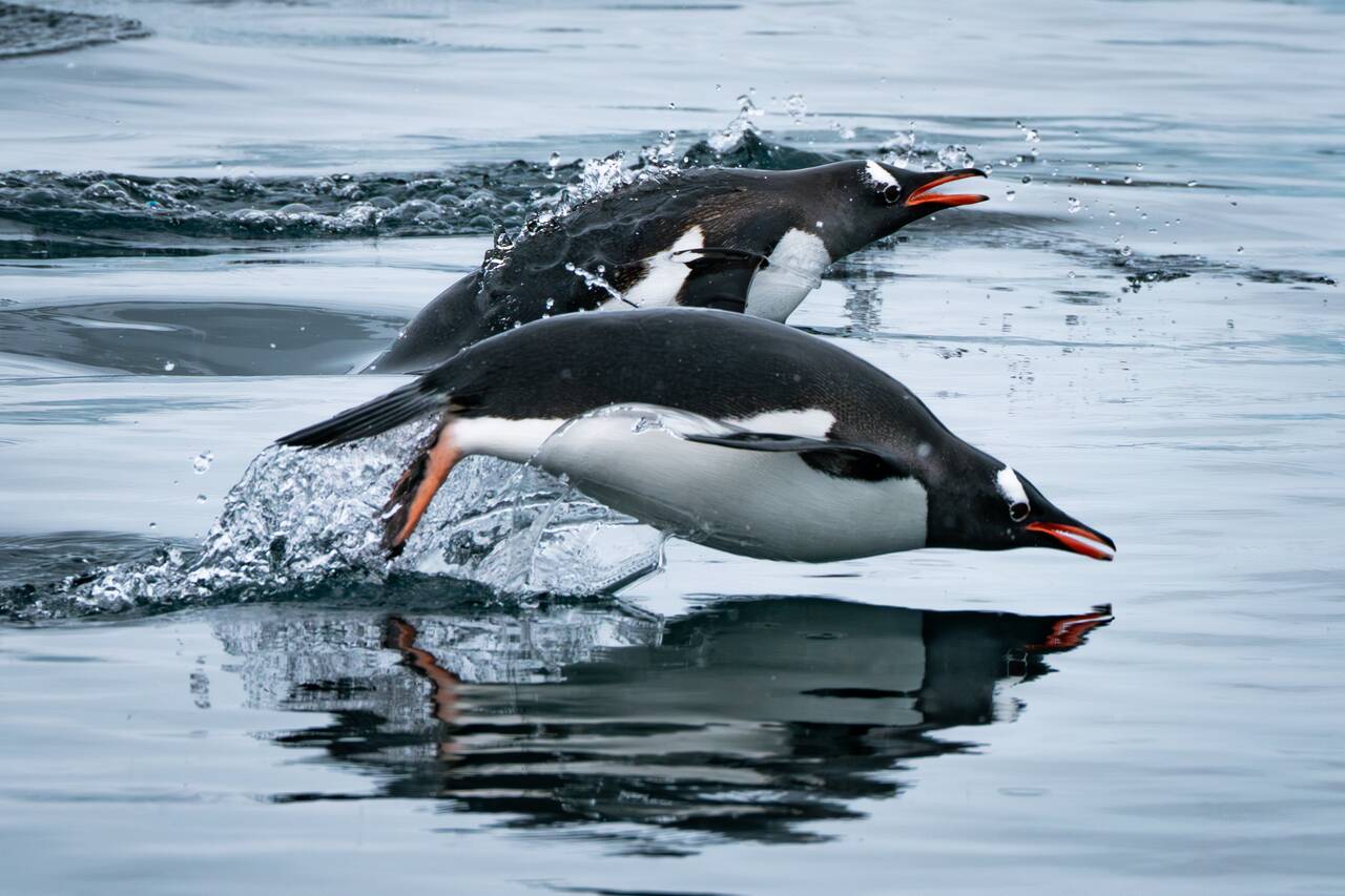 Swimming penguins up close