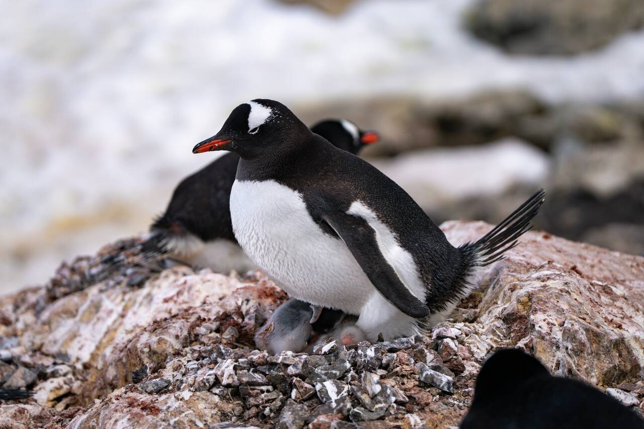 A penguin with its baby at Vernadsky Station in Antarctica