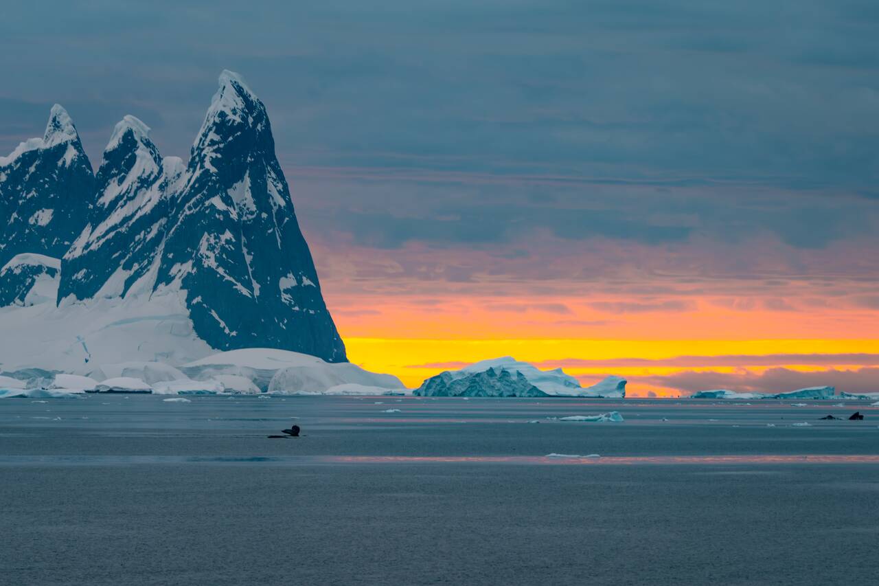 whales swimming against backdrop of midnight sun in Antarctica