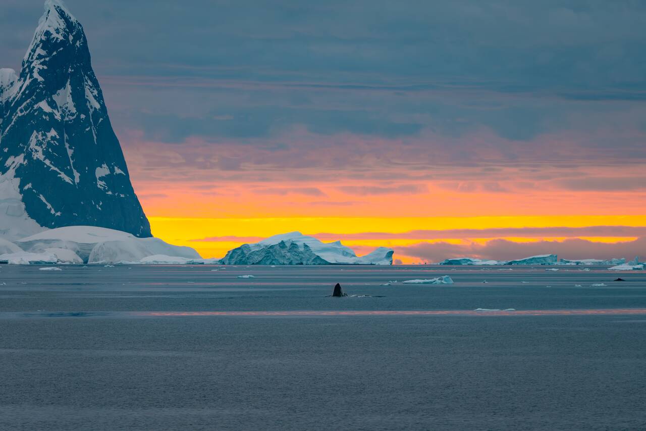 Whales at sunset in Antarctica