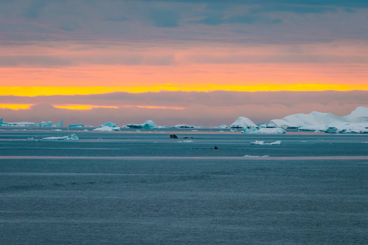 Whales feeding in the distance at sunset in Antarctica