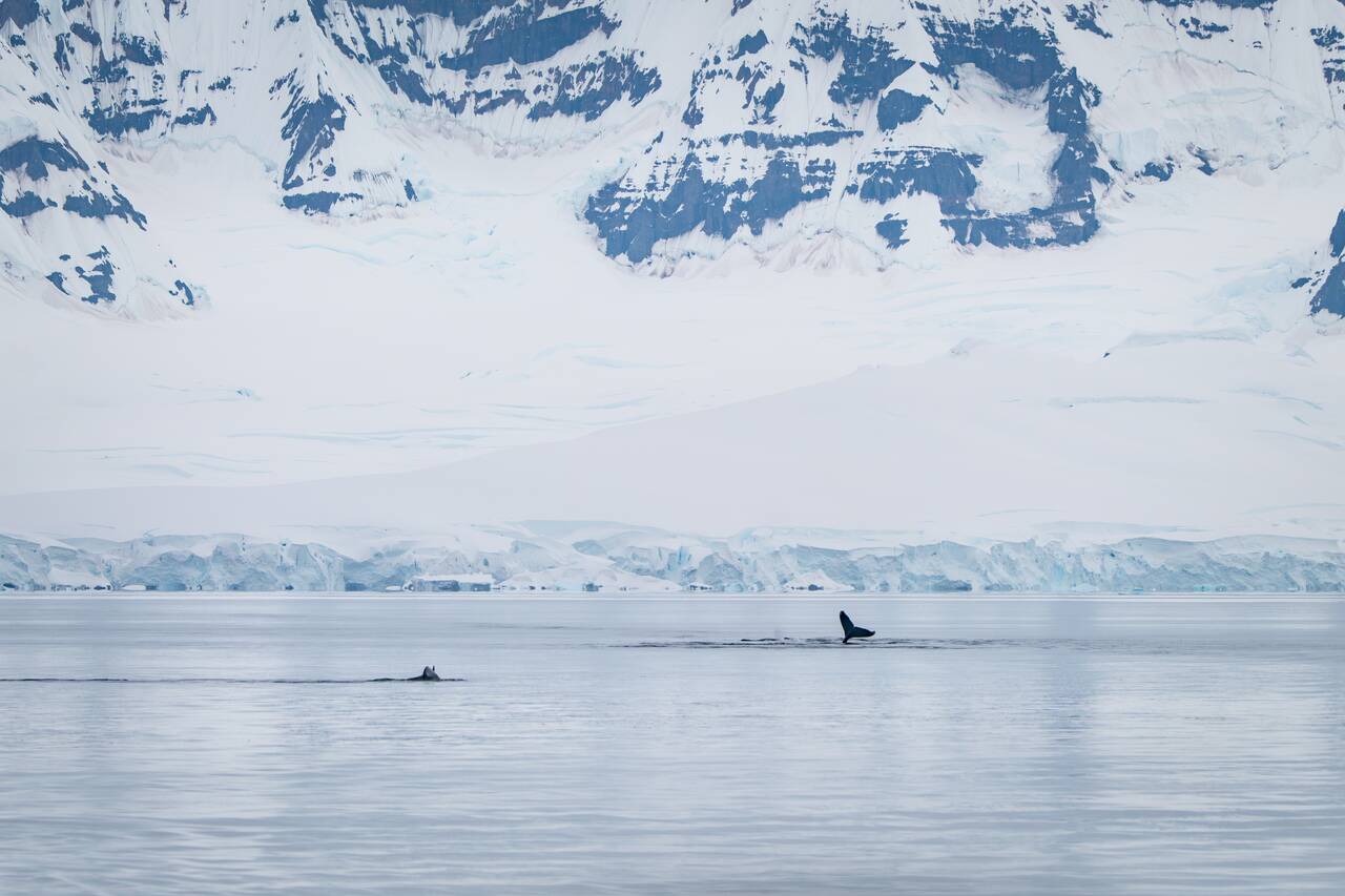 Whales waving goodbye at us as we left Antarctica