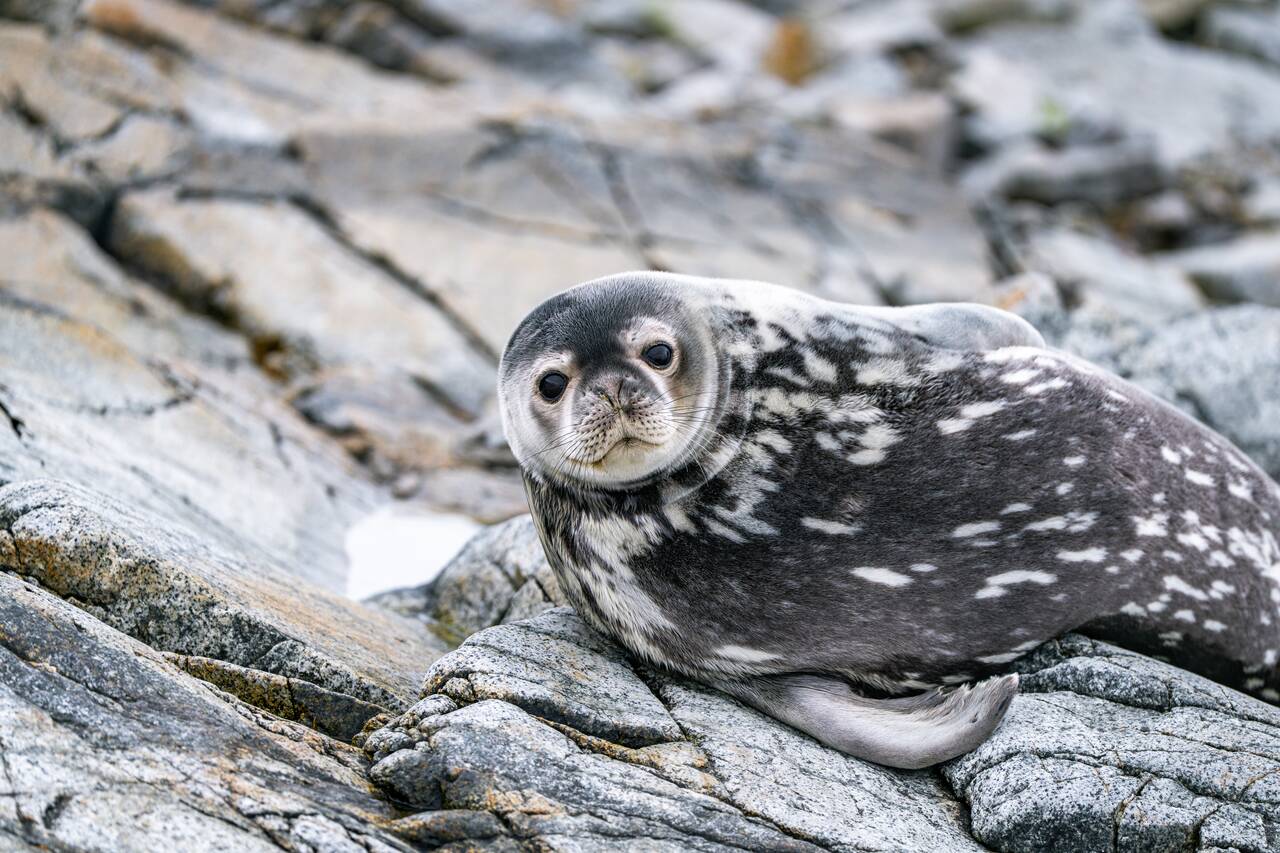 A curious seal looking at us in Antarctica