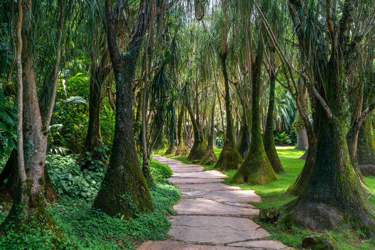 Cool looking trees at Inhotim