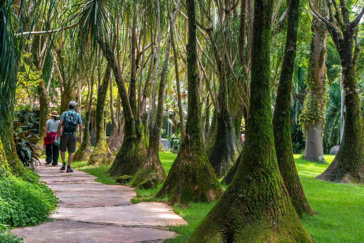 Cool trees at Inhotim