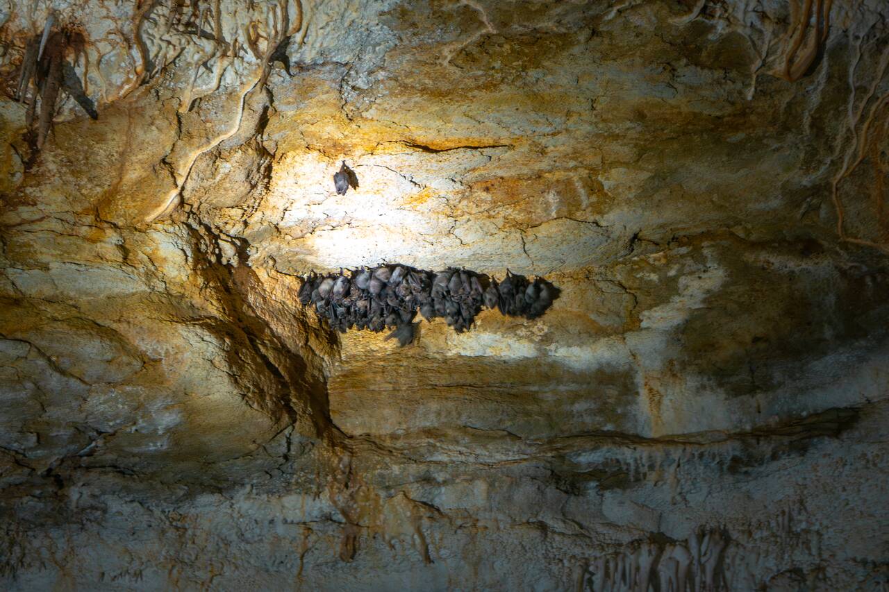 Bats inside Gruta da Fumaça