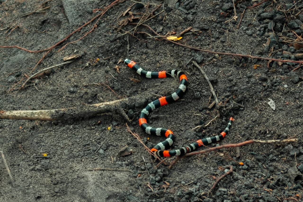 Brazilial coral snake we found at Riachinho