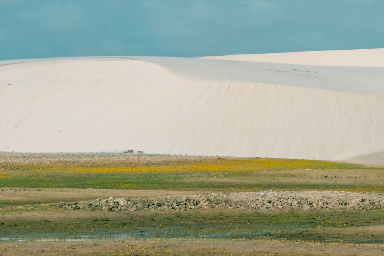 Flowers grown in the sand dunes of Lencois Maranhenses