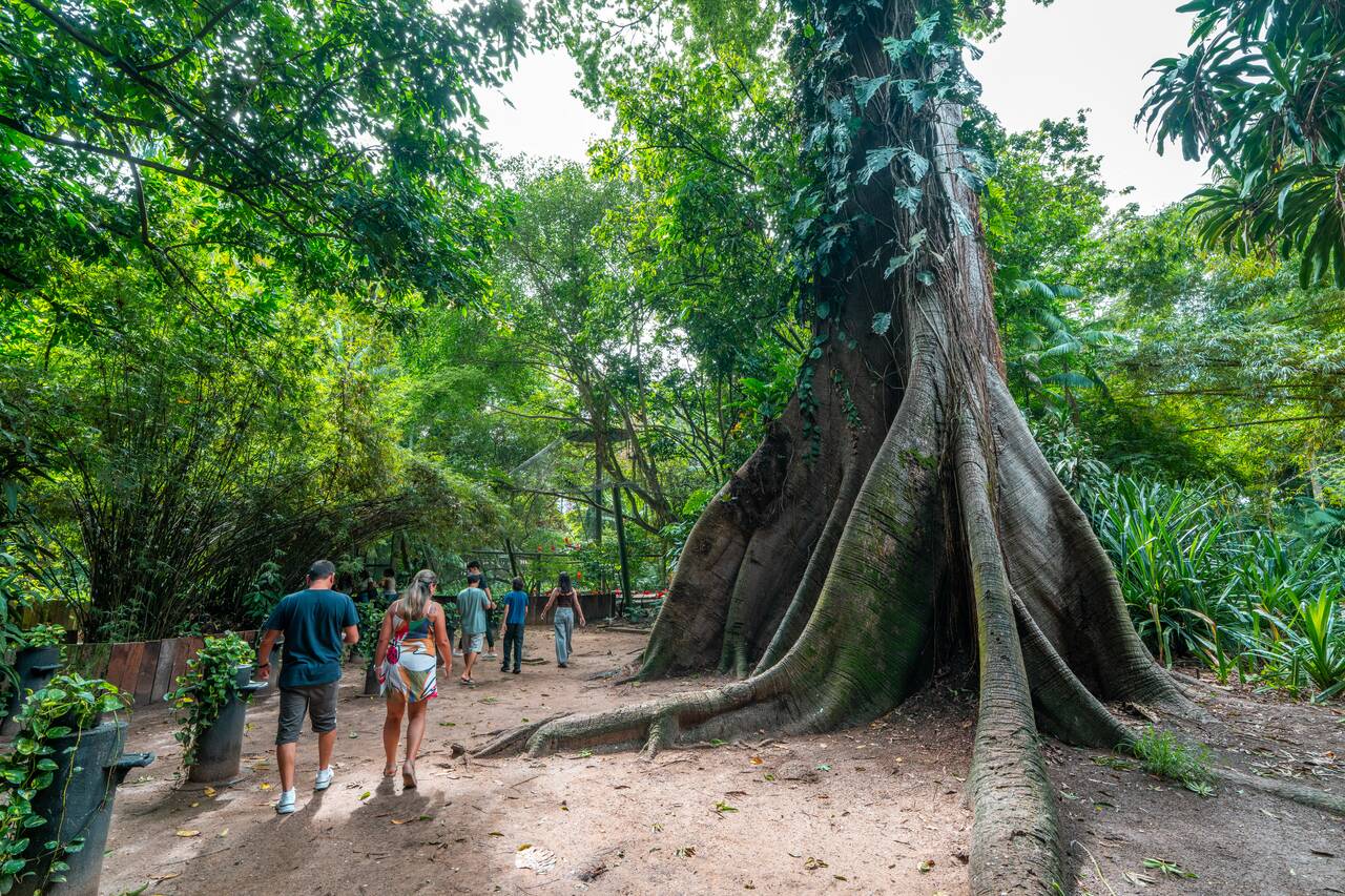 People walking past a giant tree at Zoobotanical Park
