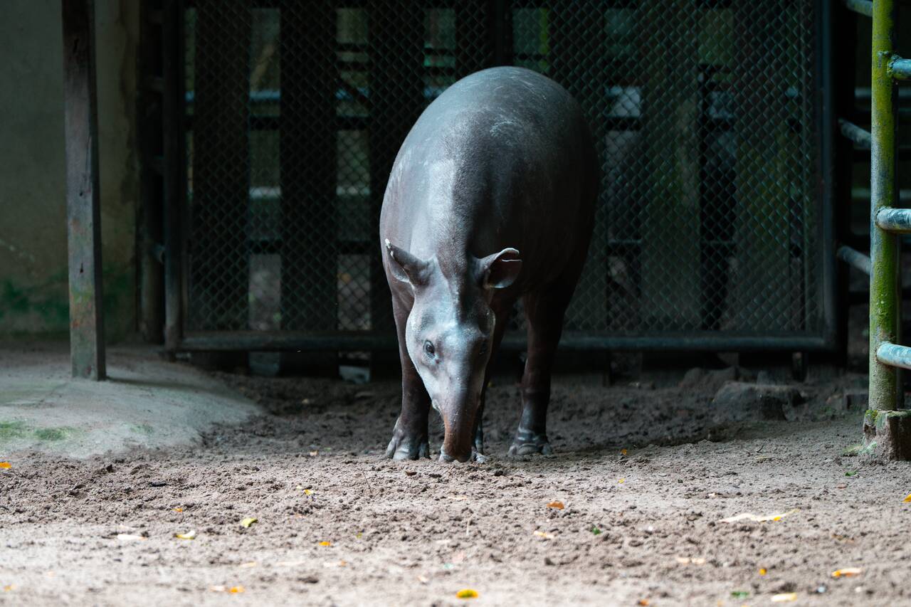 A tapir seen at Zoobotanical Park