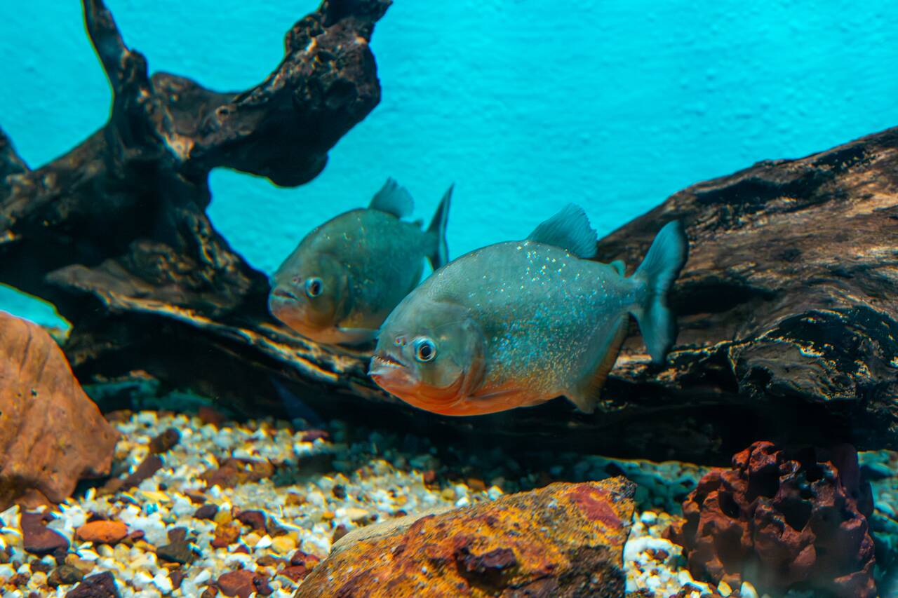 Red bellied piranhas at Zoobotanical Park