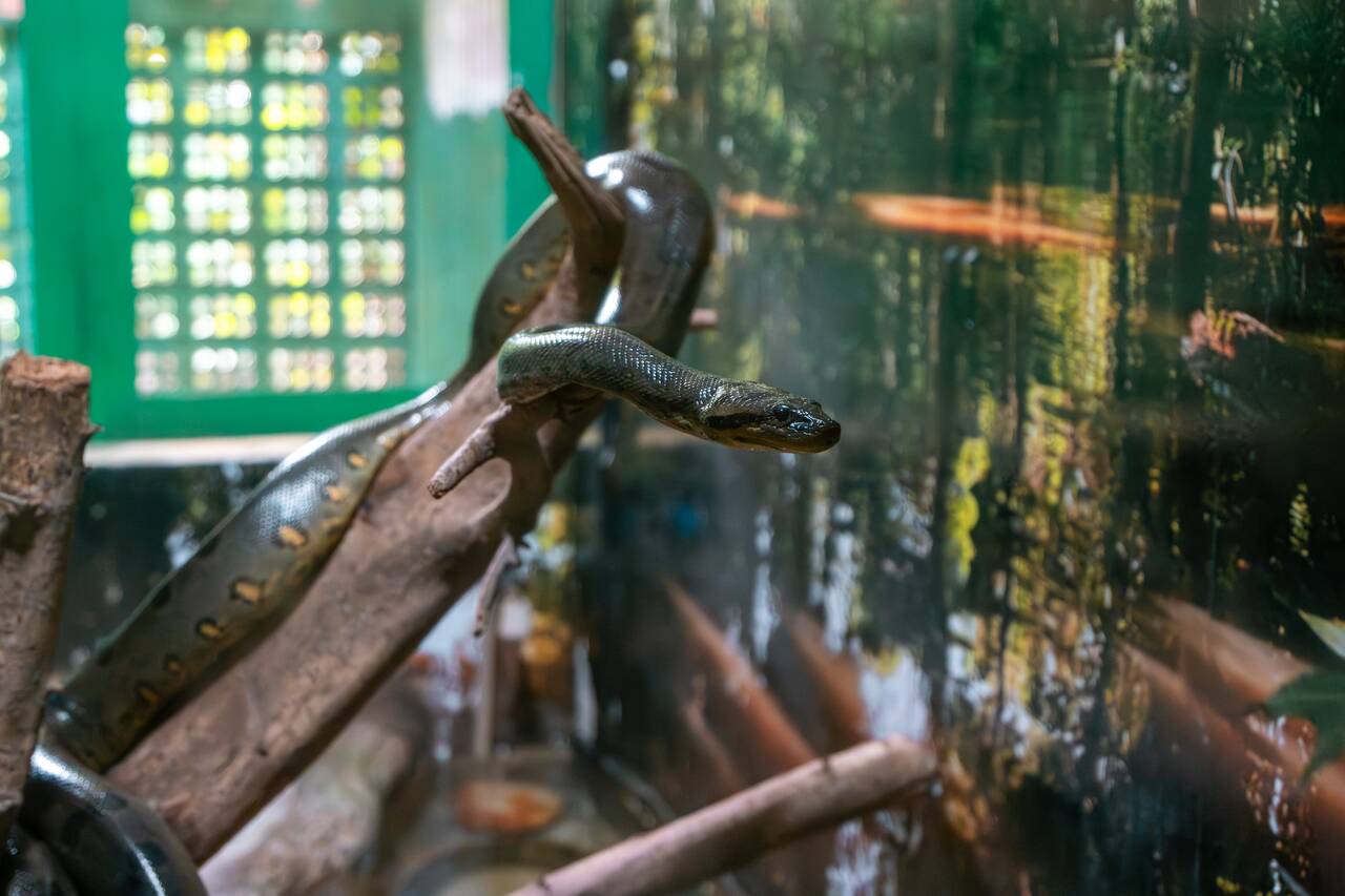 Anacondas at Zoobotanical Park