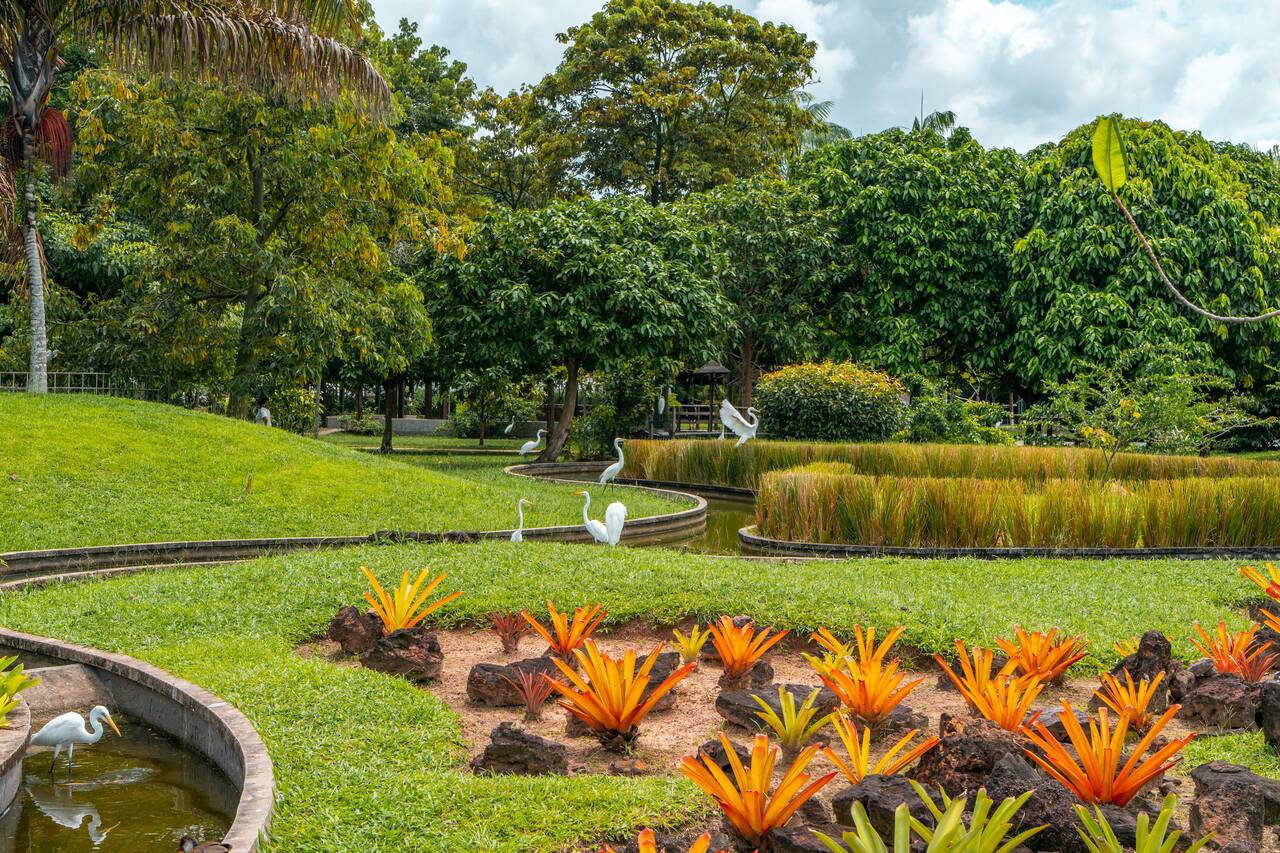 Birds roaming free at Mangal das Garças