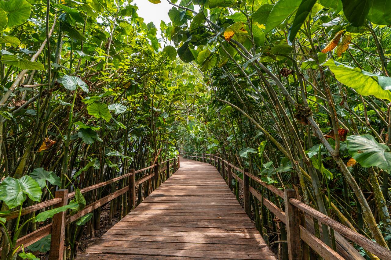 A path through the mangrove at Mangal das Garças