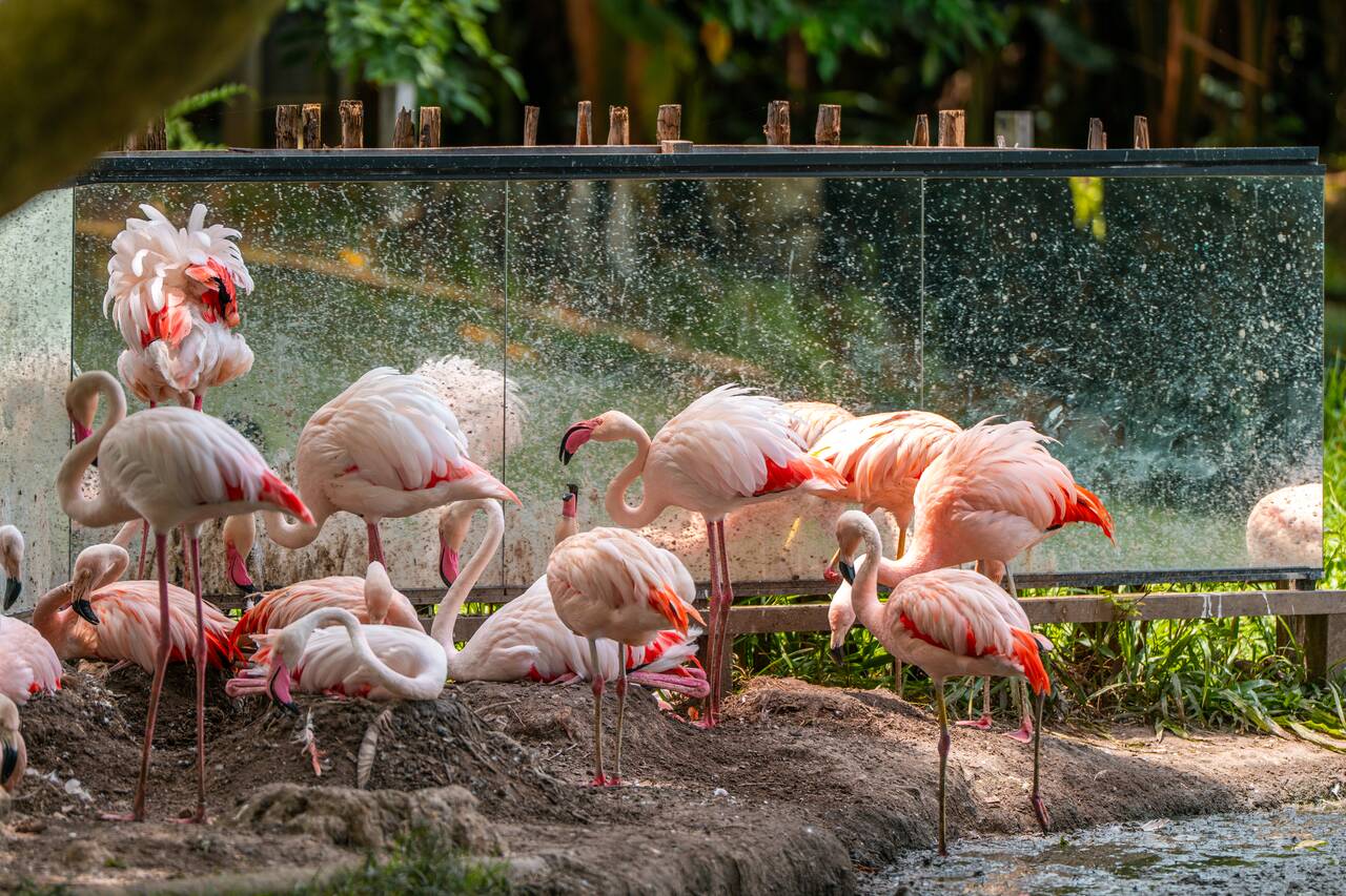 Flamingoes at Mangal das Garças