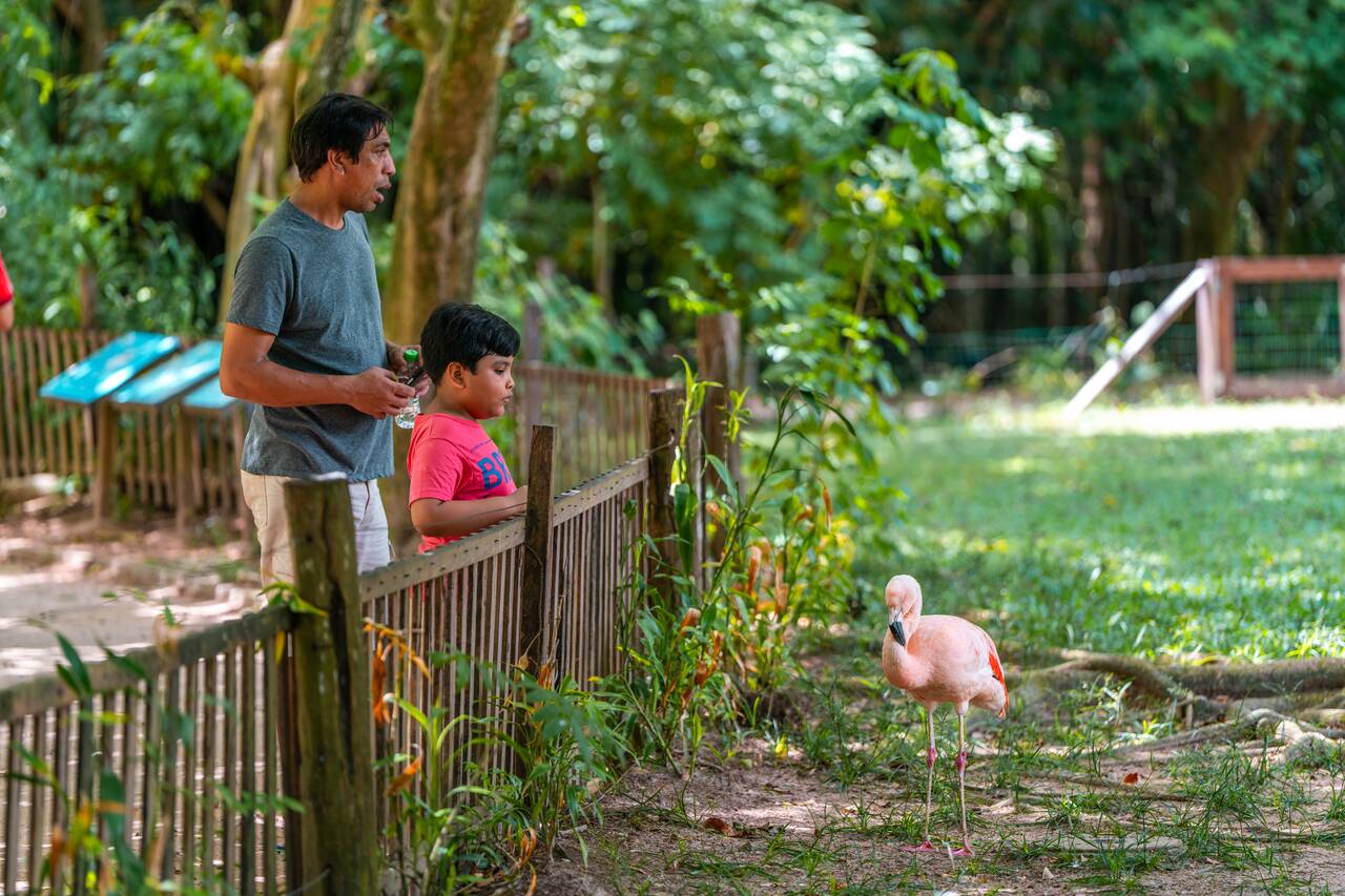 A child looking at a flamingo at Mangal das Garças