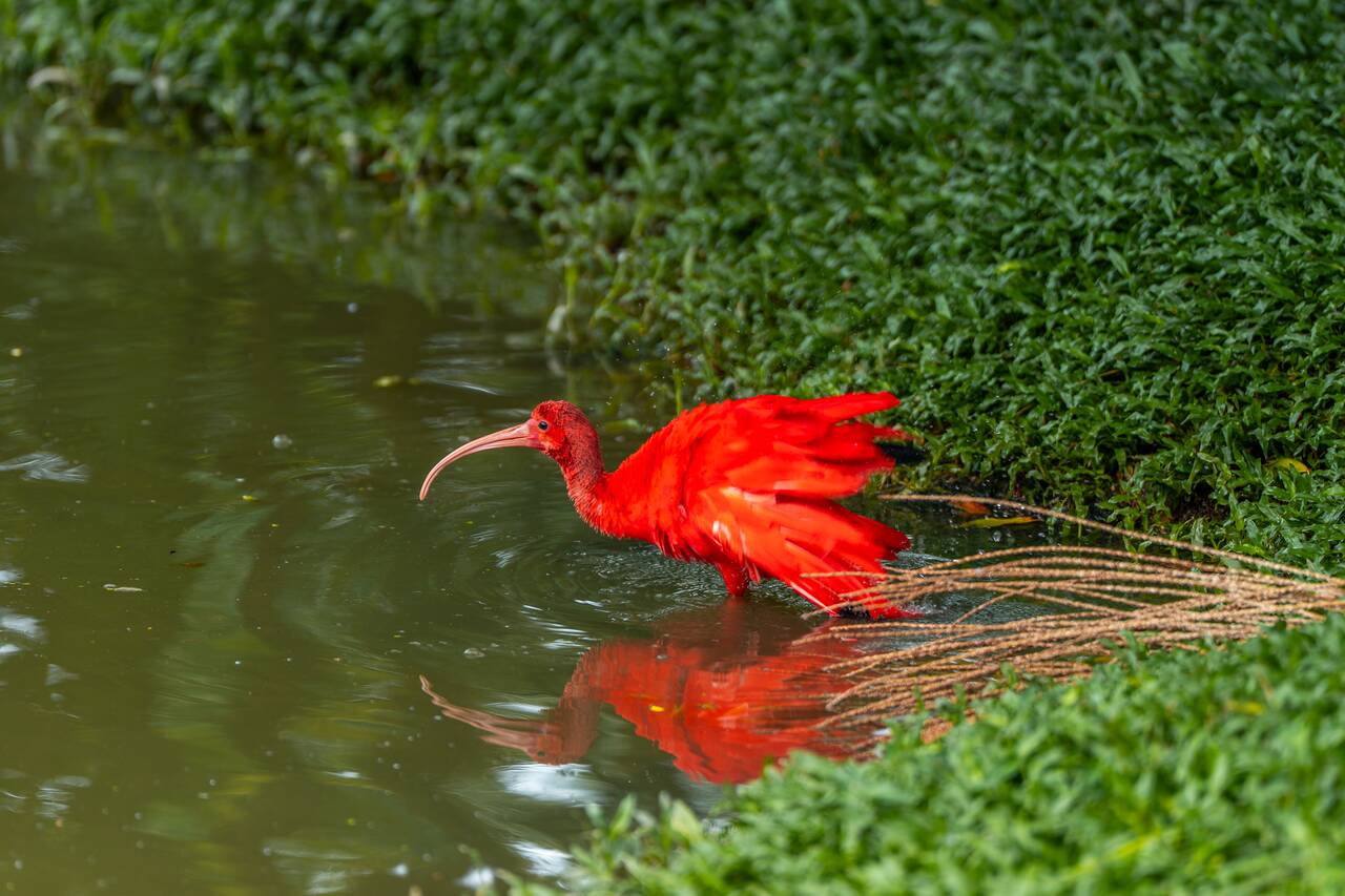 scarlet ibis in the water at Mangal das Garças