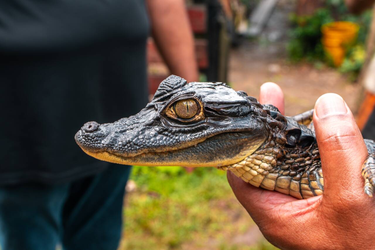 A caiman up close at Rust en Werk in Suriname