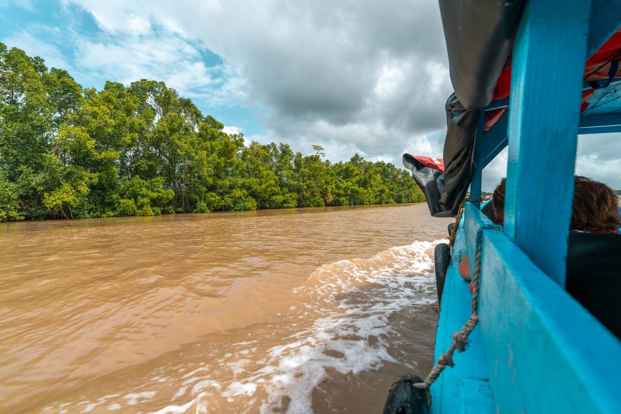 View from the boat going through Suriname River