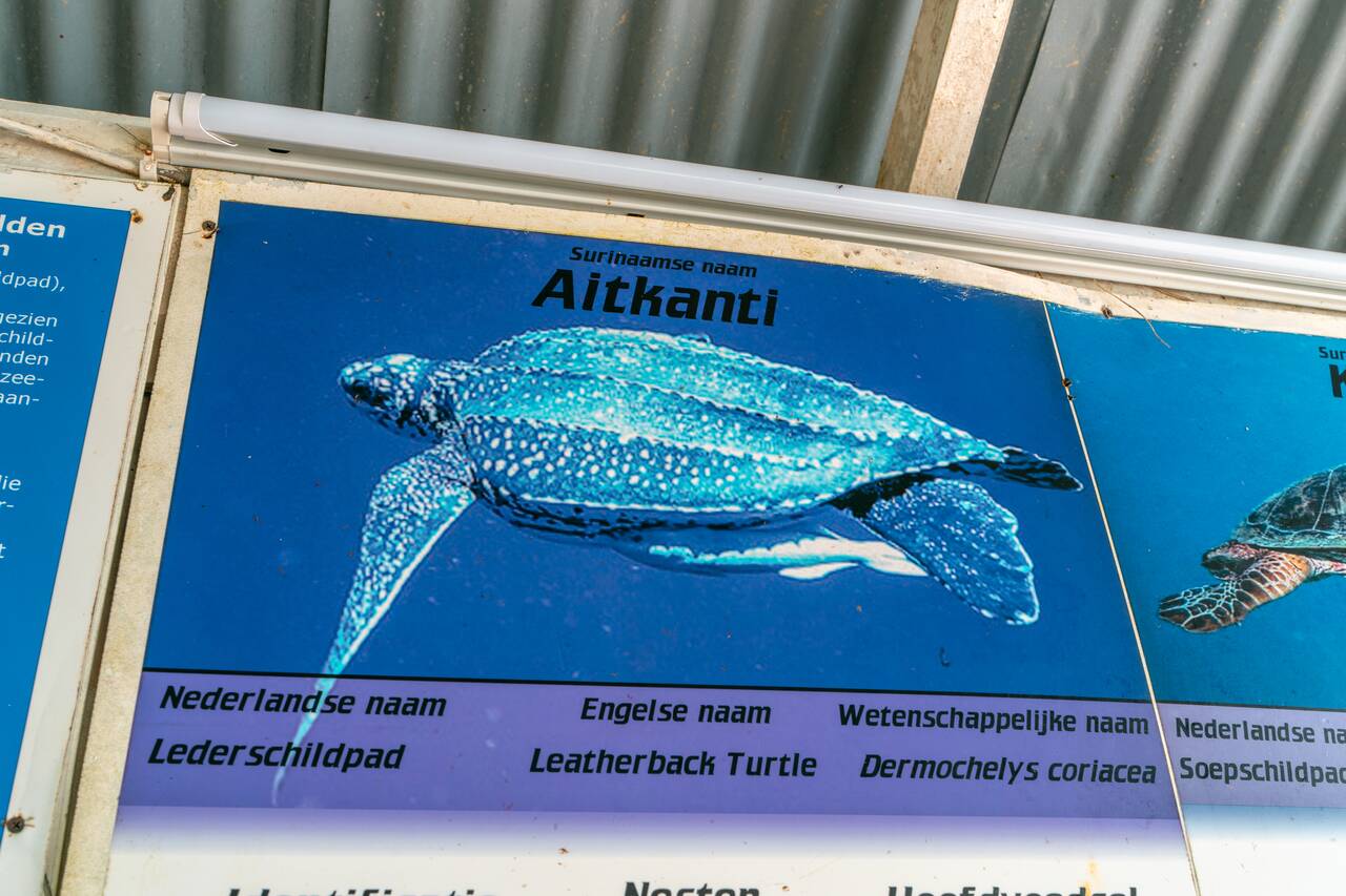 A picture of leatherback turtle seen in Suriname