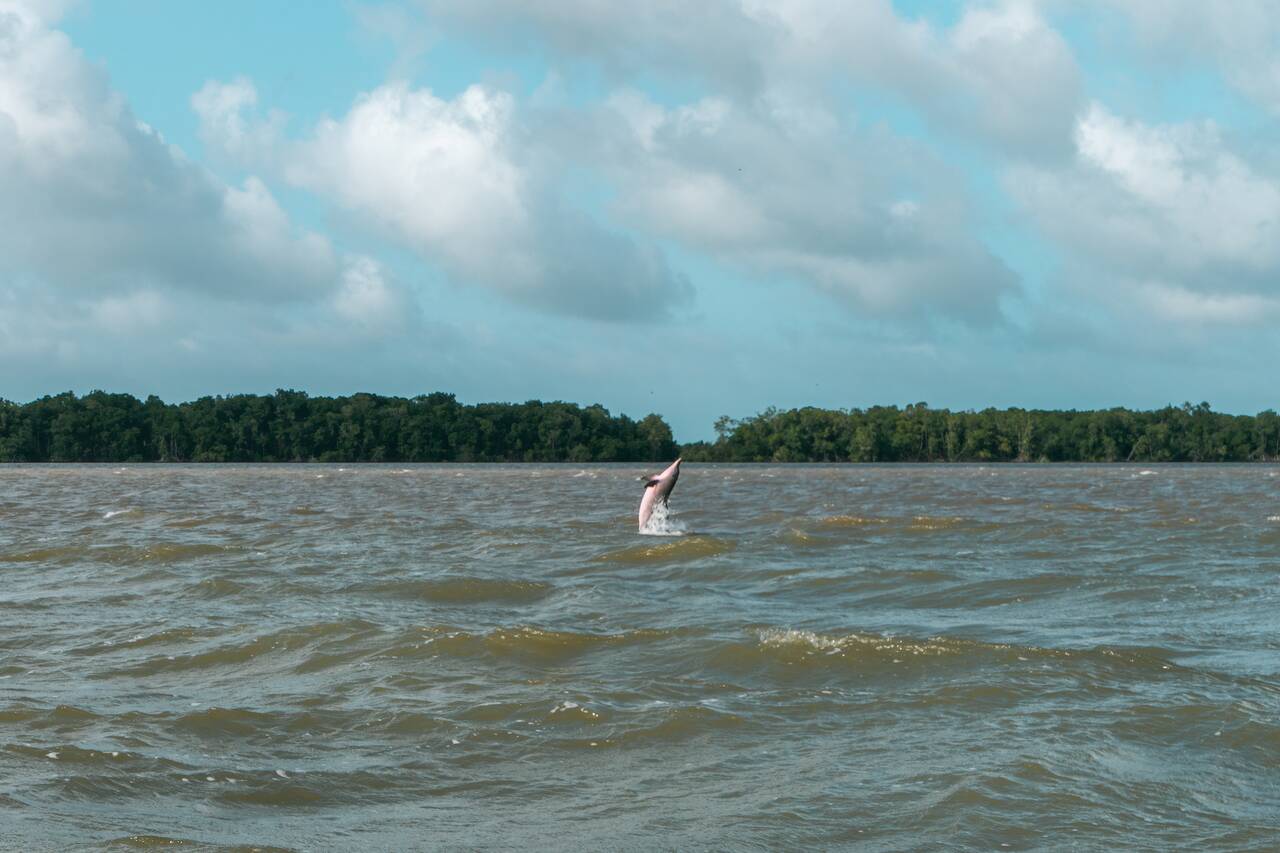 A dolphin jumping out of the water at Suriname river
