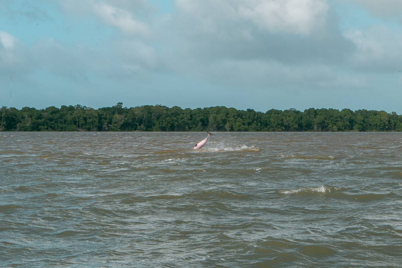 A dolphin falling down from jumping out of the water at Suriname river