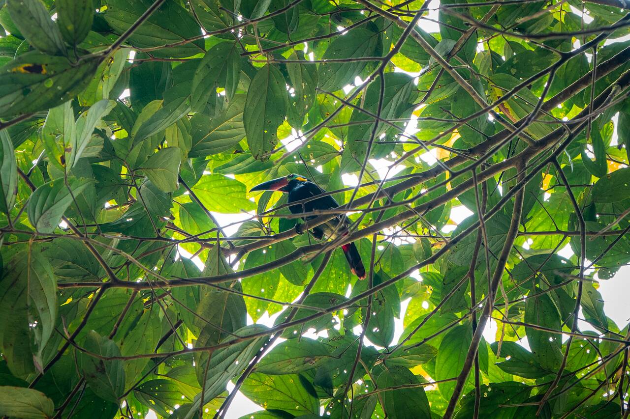 a tucan seen at Brownsberg