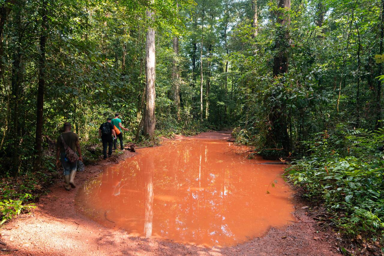 People hiking on a flooded trail at Brownsberg